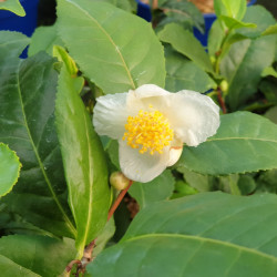 Camellia sinensis ThéOjardin