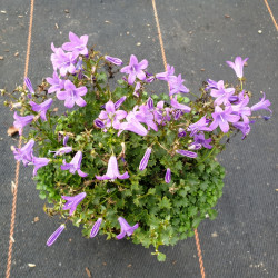 Campanula portenschlagiana