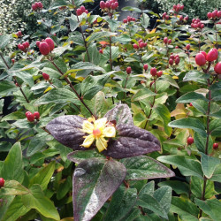 Hypericum × inodorum Magical ® 'Impression' - Kolmagimpre