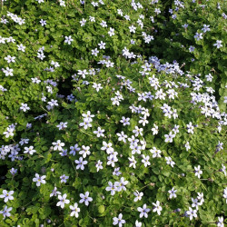 Isotoma fluviatilis