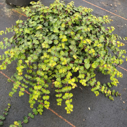 Mitchella repens