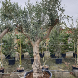 Olea europaea
