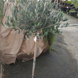 Olea europaea