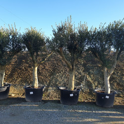 Olea europaea