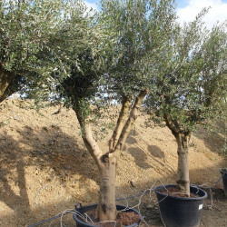 Olea europaea