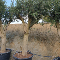 Olea europaea