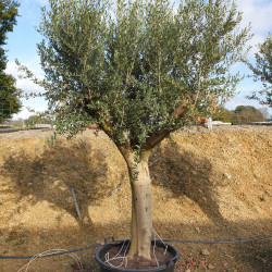 Olea europaea