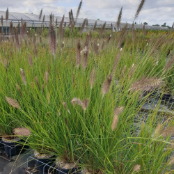 Pennisetum alopecuroides