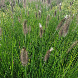 Pennisetum alopecuroides