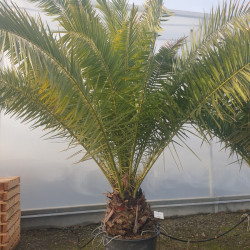 Phoenix canariensis - Palmier dattier des Canaries