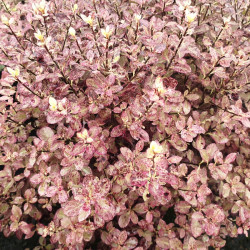 Pittosporum tenuifolium ‘Bannow Bay‘