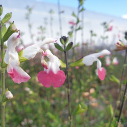 Salvia microphylla 'Pink Lips'