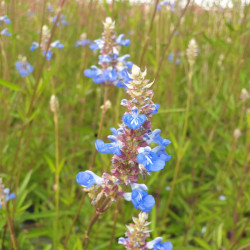 Salvia uliginosa