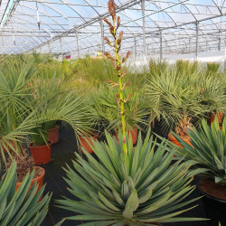 Yucca gloriosa Lonestar