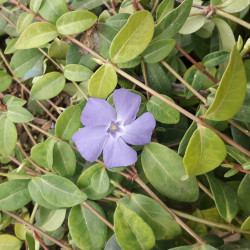 Vinca minor