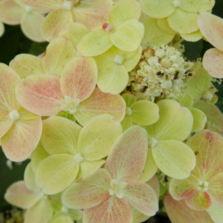 Hydrangea paniculata Polestar