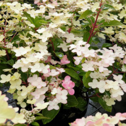 Hydrangea paniculata Polestar
