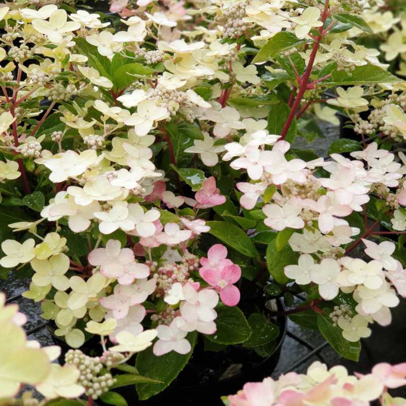 Hydrangea paniculata Polestar