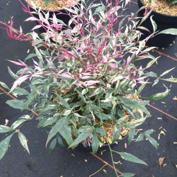 Nandina domestica ‘Red Light’ ® - Bambou sacré nain