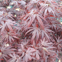 Acer palmatum ‘Shaina’