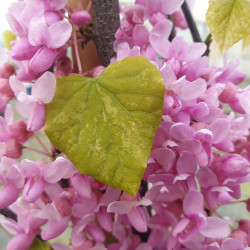 Cercis canadensis Alley Cat