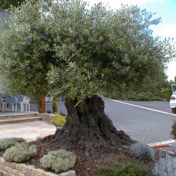 Olea europaea