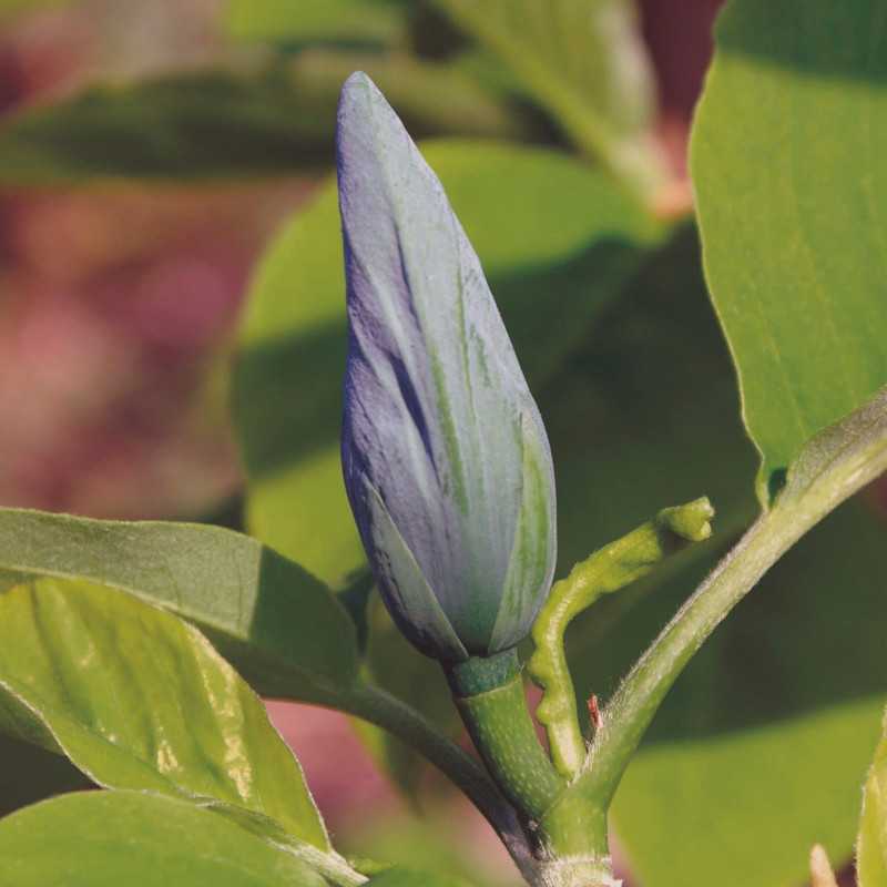 Magnolia acuminata ‘Blue Opal’