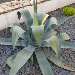 Agave americana