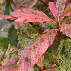Photinia serratifolia ‘Pink Crispy‘