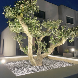 Olea europaea