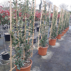 Pot de 30 litres - en espalier - 80 x 150 cm