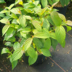 Cornus stolonifera Kelsey