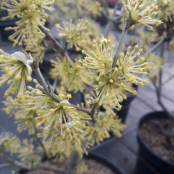 Cornus mas 'Aurea' - Cornouiller mâle
