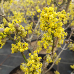 Cornus mas ‘Aurea‘