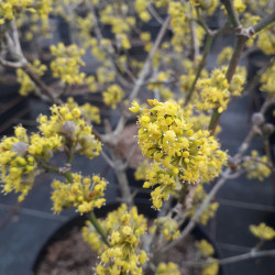 Cornus mas ‘Aurea‘