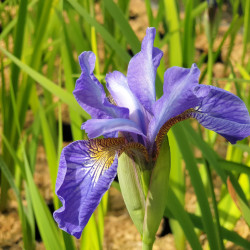 Iris sibirica ‘Fran's Gold‘