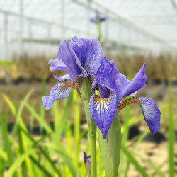 Iris sibirica ‘Fran's Gold‘
