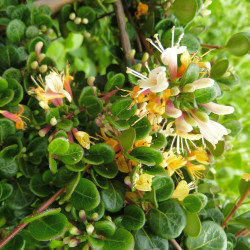 Lonicera crassifolia