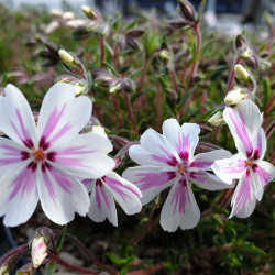 Phlox subulata ‘Candy Stripes’