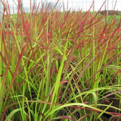 Imperata cylindrica ‘Red Baron’