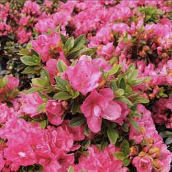 Azalea japonica Anna Frank