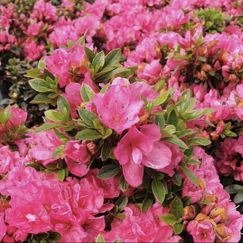 Azalea japonica Anna Frank