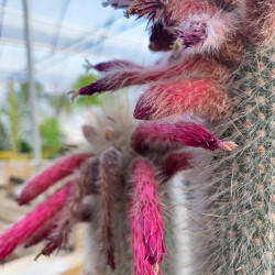 Cleistocactus strausii
