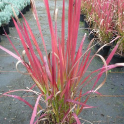 Imperata cylindrica ‘Red Baron’