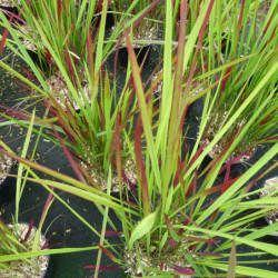 Imperata cylindrica ‘Red Baron’