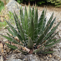 Agave multifilifera
