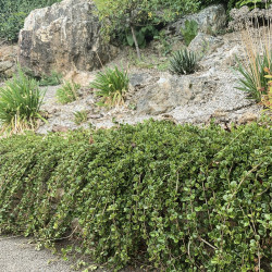 Lonicera crassifolia