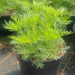 Artemisia abrotanum 'Cola'