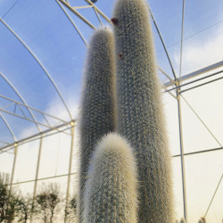 Cleistocactus strausii