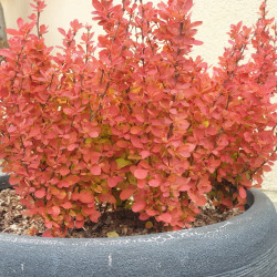 Berberis thunbergii Orange ice